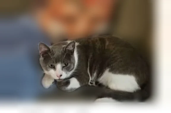 Lost cat, 22nd Street Southeast, 3402, Puyallup - male neutered gray and white - photo