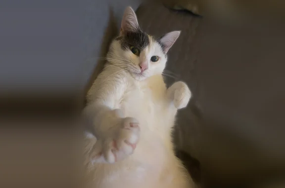 Perdu chat femelle, Place du Général Leclerc, 2, Brélévenez, Lannion - blanche et peureuse - photo