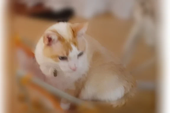 Chat perdu, Lacanau, photo: Chat perdu mâle, Route du Baganais, Lacanau - blanc et roux, yeux bleus