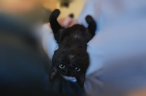 Chat perdu, Lyon, photo: Perdu chat femelle, Rue Pierre Martel, Lille, Lyon - petite chatte noire