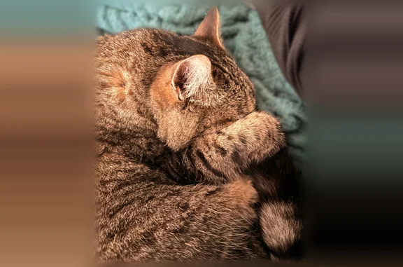 Chat perdu, Saint-Jacques-de-la-Lande, photo: Perdu chat femelle, Rue du Pré de la Fontaine, 2, Saint-Jacques-de-la-Lande - craintive