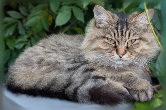 Chat perdu, La Baule-Escoublac, photo: Chat perdu mâle, La Baule-Escoublac, Pays de la Loire - croisé norvégien