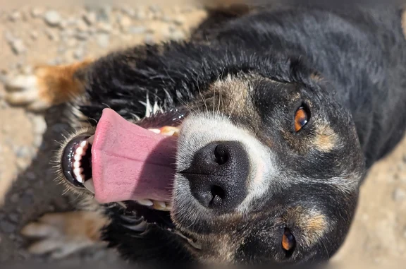 Found dog Loma, photo: Found dog, 16 Road, 2415, Loma - small female, very friendly