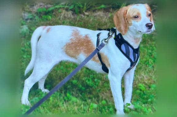 Lost dog, Annis Road, 74, Hermon, Carmel - female beagle, tan and white - photo