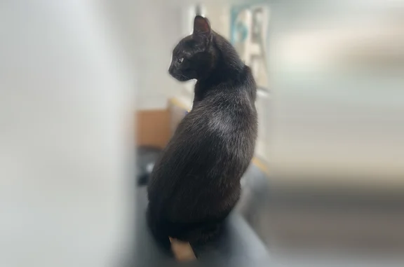 Animaux perdus Loperhet, photo: Chat perdu, Ty Neol, 492, Loperhet - femelle craintive