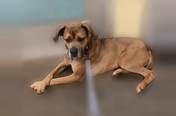 Lost pets Chesapeake, photo: Lost dog, Bowling Green Trail, 913, Chesapeake - still has leash on