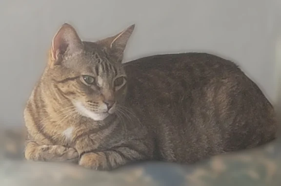 Lost pets Sacramento, photo: Lost cat, El Terino Avenue, 715, Sacramento - male brown tabby with a white spot on his chest