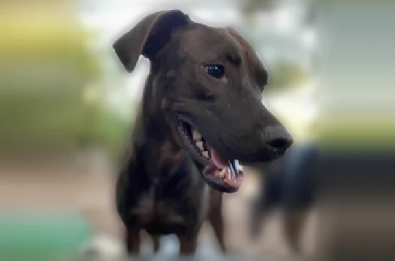Lost dog, Branch Brook Park Drive, Newark - female Labrador, timid, dragging a retractable leash - photo