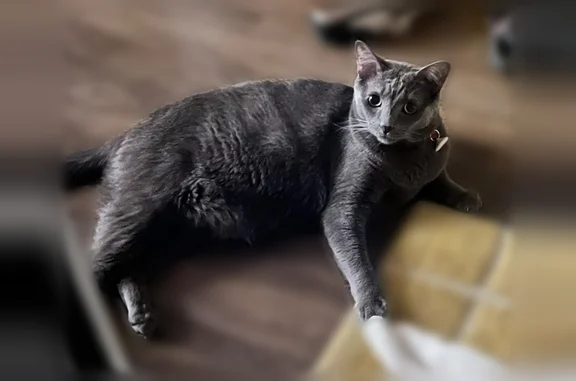 Lost cat, Simond Avenue, 2201, Austin - male, gray coat, red collar - photo
