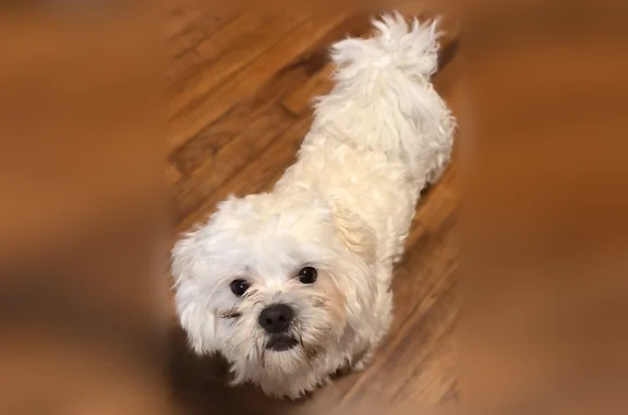 Lost dog, Lincoln Avenue, 186, Brentwood - male - photo