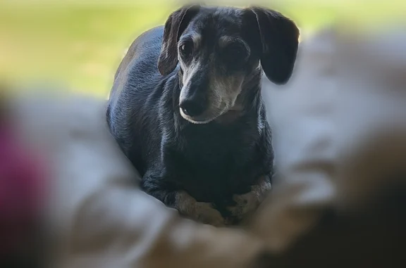 Lost dog, West Plymouth Church Road, 3910, Beloit, Peshtigo - senior male, microchipped - photo