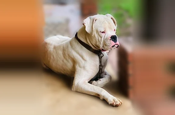 Lost dog, Jones Mountain Road, 1596, Talking Rock, Manhattan - white male boxer, black harness - photo