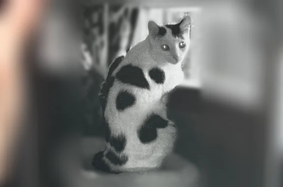 Lost pets Ephrata, photo: Lost cat, Laurel Ridge Road, Ephrata - male, scared, distinctive dark gray markings
