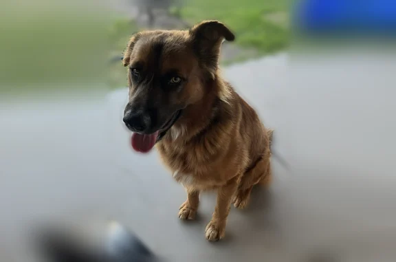 Lost pets Phoenix, photo: Lost dog, South 70th Drive, 2828, Phoenix - male, big boy, 2 years old