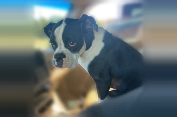 Lost dog, Jones Mountain Road, 1596, Talking Rock, Manhattan - female boxer, 4 years old - photo