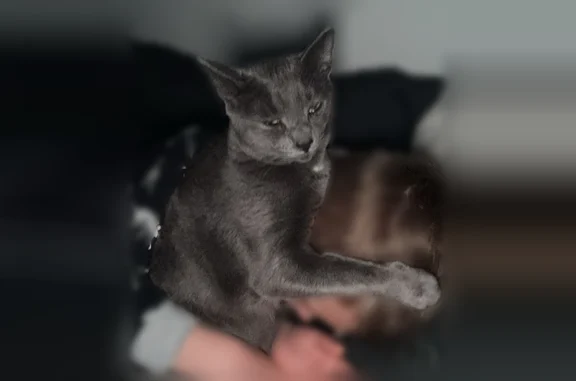 Missing cat Boise, photo: Lost cat, Halfpipe Street, 704, Belgrade, Boise - female, small, grey, chipped
