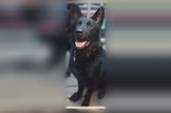 Lost dog, male, Bailey Jester Road, 1429, Griffin — black German shepherds, one with a red collar - photo