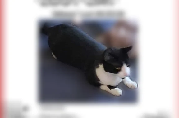 Lost cat, College Street, 171, Middletown - female, black and white - photo
