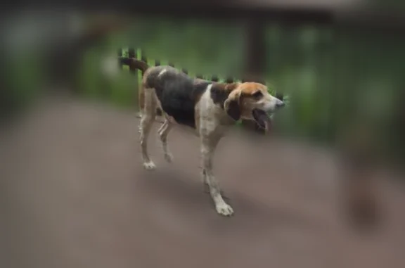 Lost dog, Sovereign Lane, 2121, Lexington - 10-year-old tricolor coonhound - photo