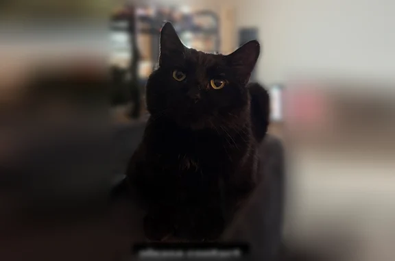 Lost cat, North LittleLeaf Terrace, 642, Fayetteville - male, black, big tom cat cheeks - photo