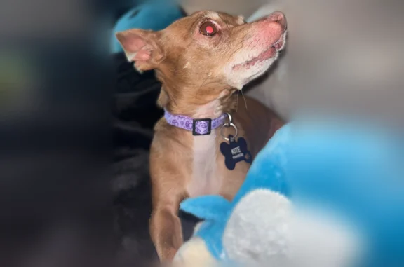 Lost dog, Finsbury Street, 800, Durham - female, purple collar - photo