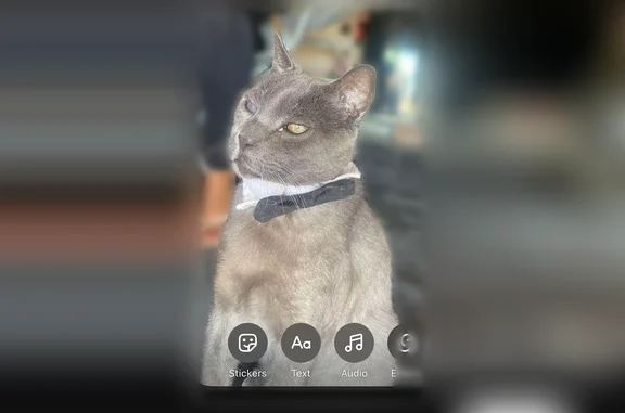 Lost pets Glendale, photo: Lost cat, West Palo Verde Avenue, 5237, Glendale - friendly, blind in one eye