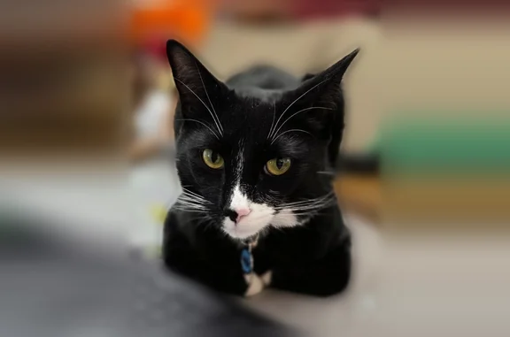 Lost cat, Pere Marquette Street, Lawrence - male tuxedo, neutered, microchipped - photo