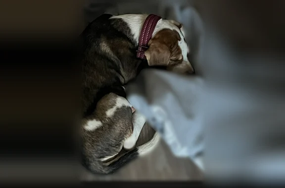 Lost dog, Basswood Avenue, 1005, High Point - female, friendly - photo