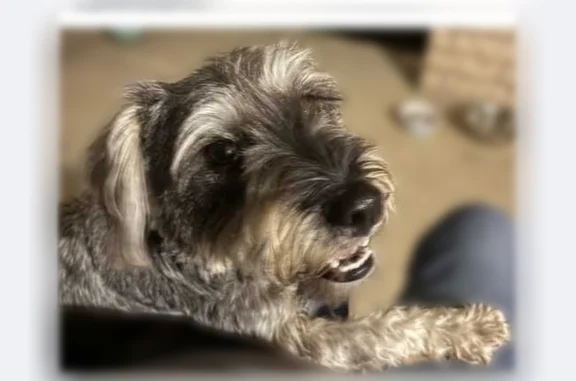 Lost pets Dallas, photo: Lost dog, female, Maybeth Street, Dallas