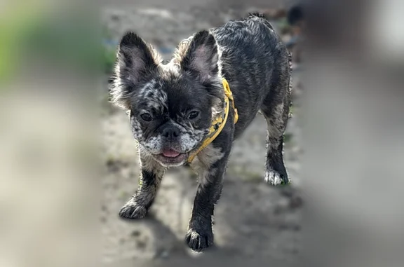 Missing dog Lansing, photo: Lost dog, South Martin Luther King Junior Boulevard, 1715, Lansing - female puppy, dark long-haired merle