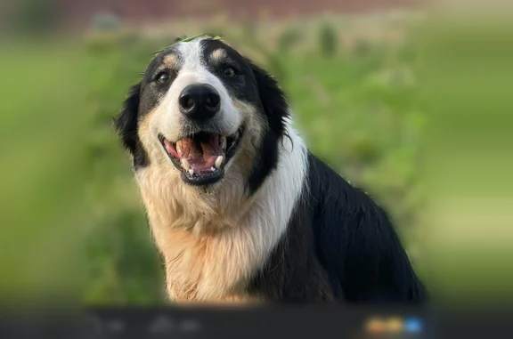 Lost dog, male, Castle Valley, Utah, Grand Junction - photo