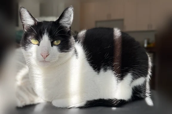 Venus is a black and white cat, last seen around the lark in copper river