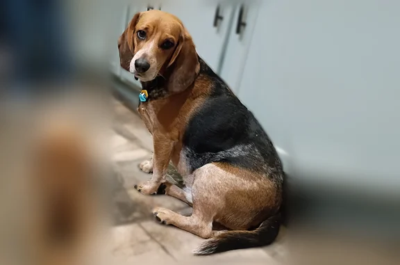 Lost dog, New Delaware Road, 10151, Mount Vernon, Bucyrus - male, skittish of people - photo