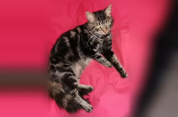 Animaux perdus Bonnelles, photo: Chat perdu, Bonnelles, Île-de-France - mâle européen tigré