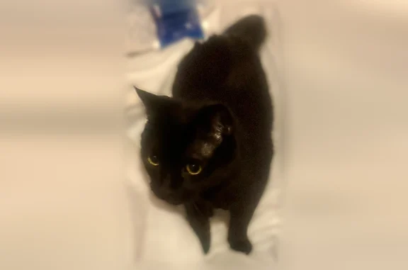 Missing cat Male, Colorado Springs (usl538301) - photo