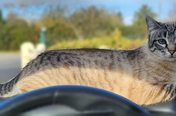 Chat perdu, Riorges, photo: Chat perdu, Route de Neubourg, Riorges - femelle, yeux bleus