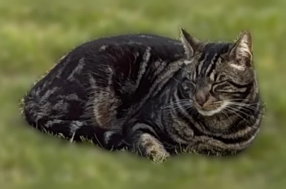 Animaux perdus Bordeaux, photo: Chat perdu mâle, Rue des Poissonniers, 55B, Le Teich, Bordeaux - tatoué dans une oreille, pucé