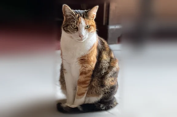Animaux perdus Nantes, photo: Chat perdu femelle, Avenue de Lusancay, 3B, Nantes - tricolore
