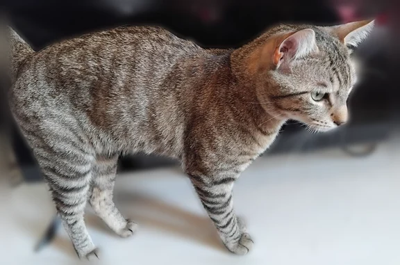 Chat perdu, Paris, photo: Chat perdu mâle, Rue Pierre Courtade, 2, Lanester, Paris - tigré, sans collier