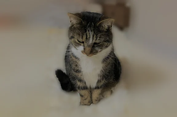 Chat perdu mâle, Rue du Colombier, 7, Rônai, Courteilles - écaille de tortue - photo