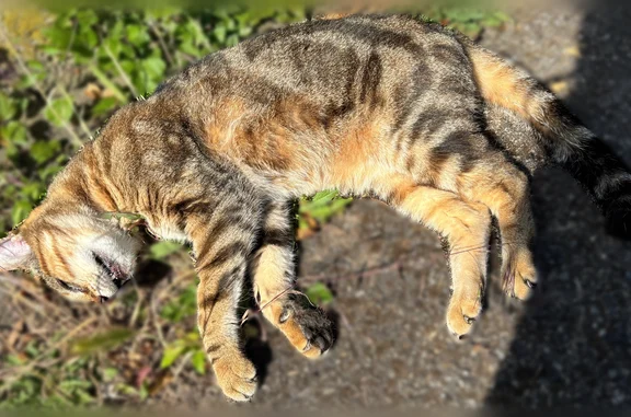 Animaux trouvés Lingolsheim, photo: Chat trouvé, Rue du Poitou, Lingolsheim - tigré
