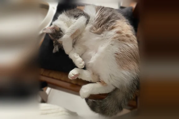 Chat perdu, femelle, La Trimouille, Paris - photo