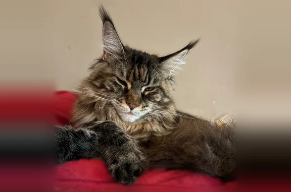 Animaux perdus Paris, photo: Chat perdu, Villerville, Normandie, Paris - femelle