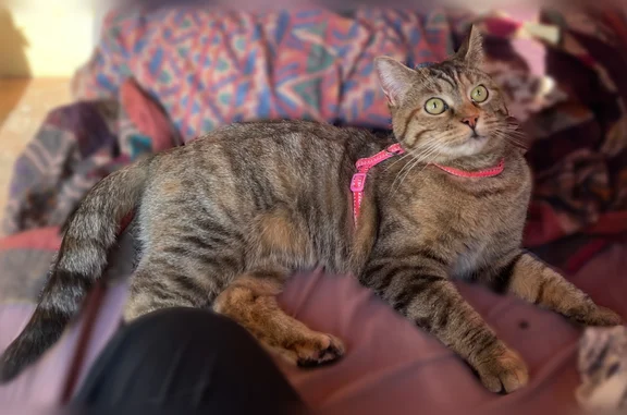 Chat perdu, Bédarrides, photo: Chat perdu, Route d'Entraigues, Bédarrides - femelle, poil court tortie/marron tabby