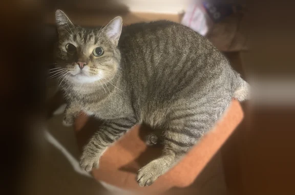 Animaux perdus Paris, photo: Chat perdu mâle, Paris - européen tigré gris noir et beige