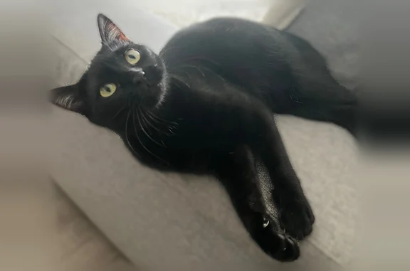 Chat perdu, femelle, Rue Georges Chaulet, 22, Dax, Paris - pelage noir avec poils blancs entre les pattes arrière - photo