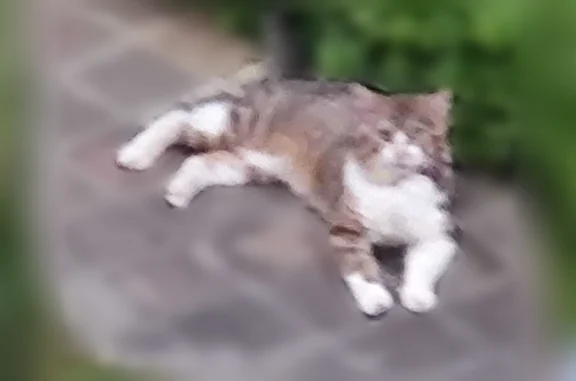 Animaux trouvés Louveciennes, photo: Trouvé chat, Impasse du Pont, 1, Louveciennes - blessure au cou