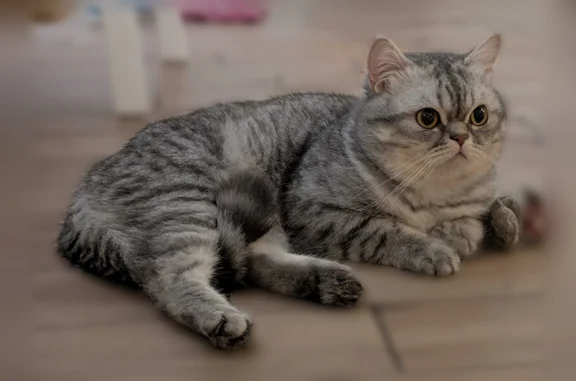 Animaux perdus Paris, photo: Chat perdu mâle, Passage de la Gosseline, 6, Strasbourg - persan croisé British short hair