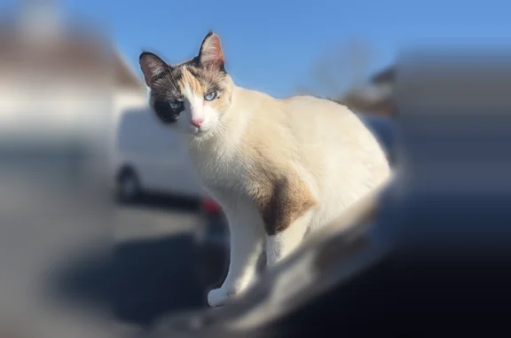 Animaux perdus Boissy-sous-Saint-Yon, photo: Chat perdu, Avenue de Béchevret, 40, Boissy-sous-Saint-Yon - femelle européenne tricolore aux yeux bleus