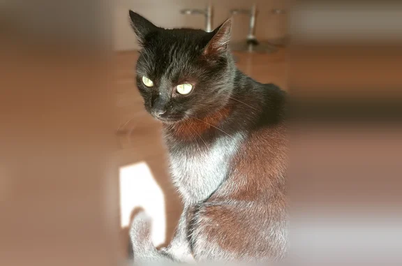 Animaux perdus Besançon, photo: Chat perdu mâle, Avenue de Montjoux, 24, Besançon, Boulogne-Billancourt - noir avec collier jaune